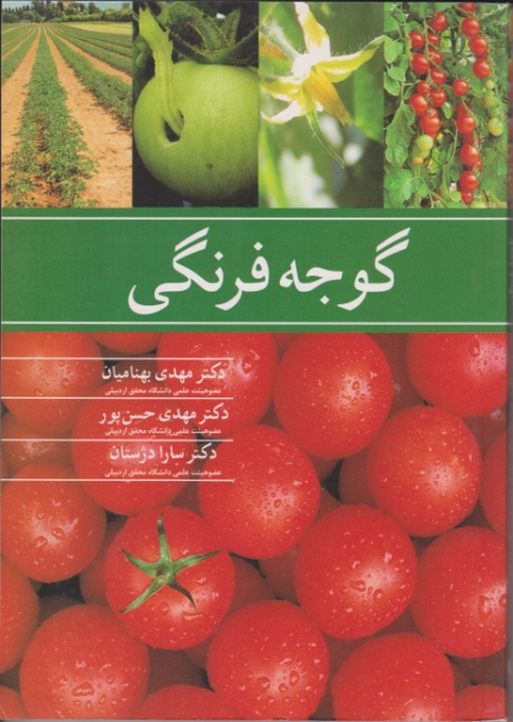 گوجه فرنگی / آییژ